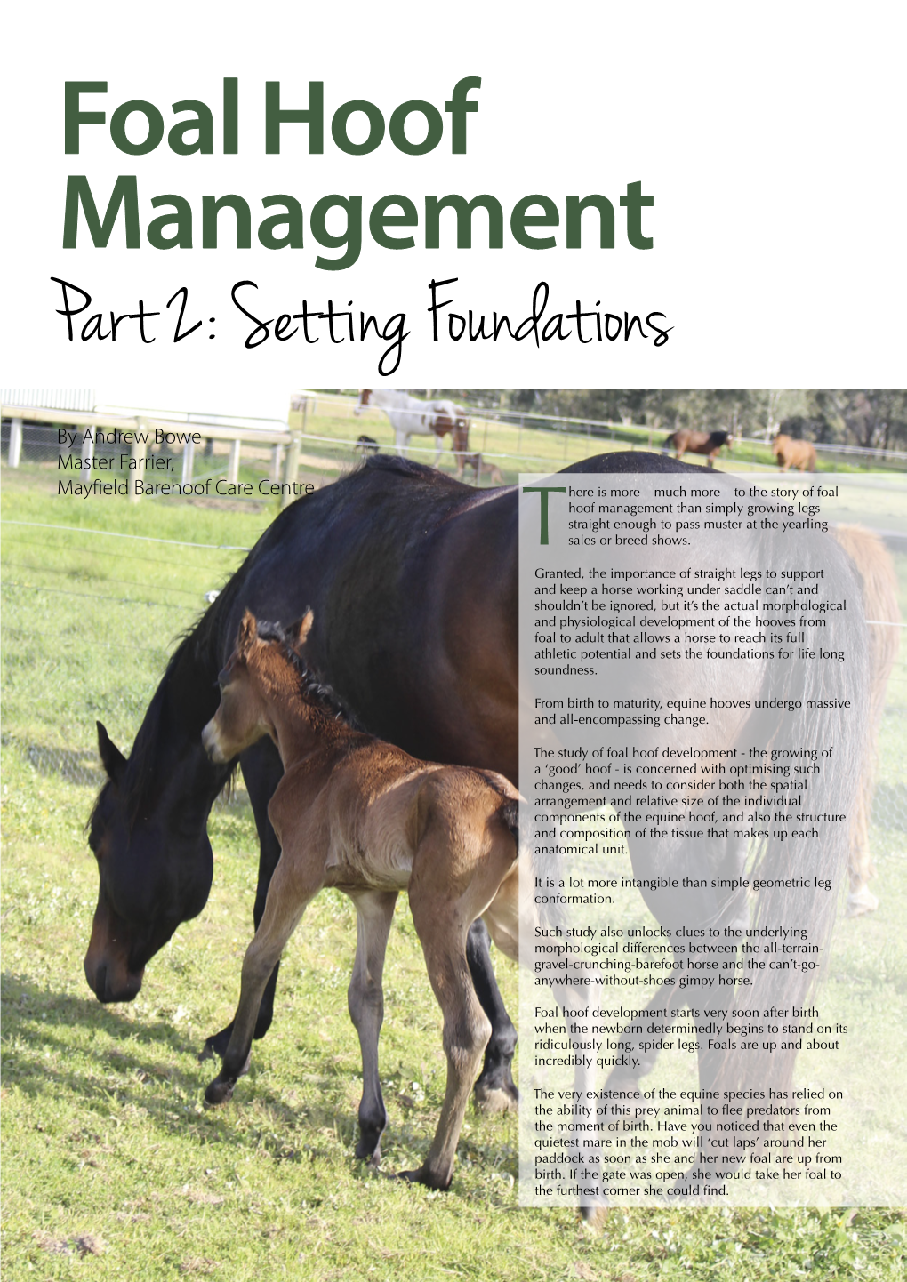 Foal Hoof Management Part 2: Setting Foundations