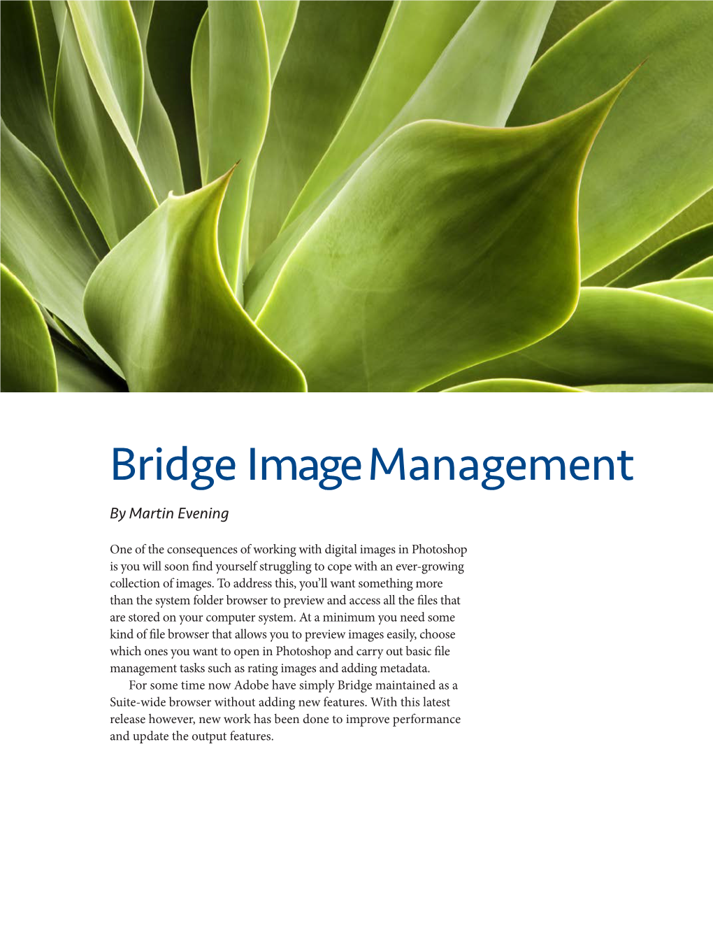 Bridge Image Management by Martin Evening