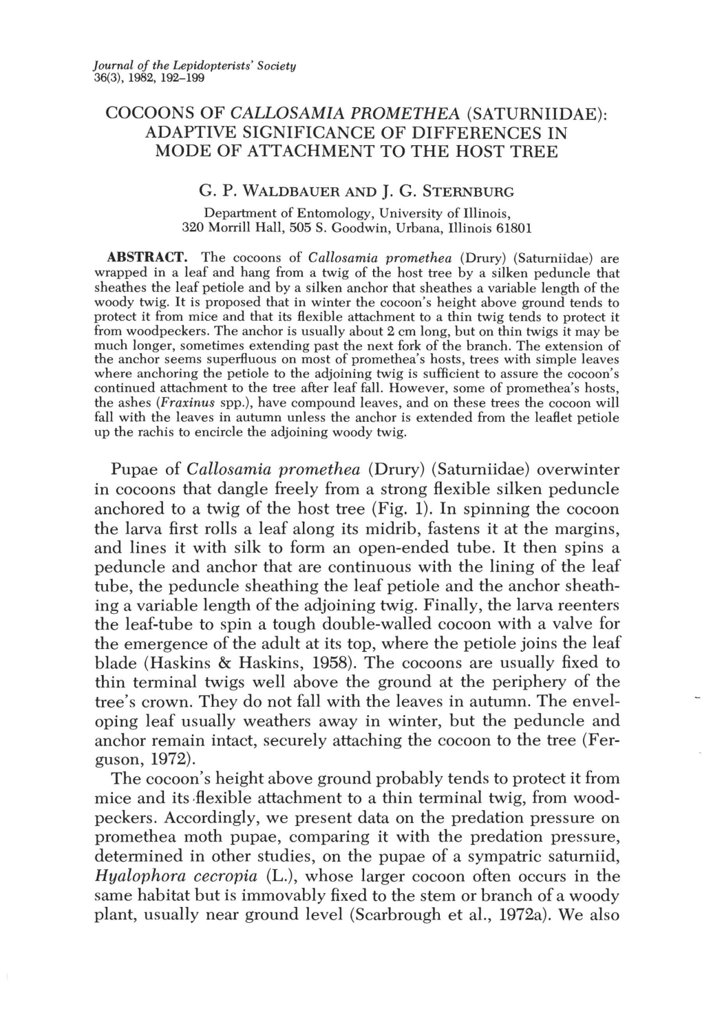 Cocoons of Callosamia Promethea (Saturniidae): Adaptive Significance of Differences in Mode of Attachment to the Host Tree