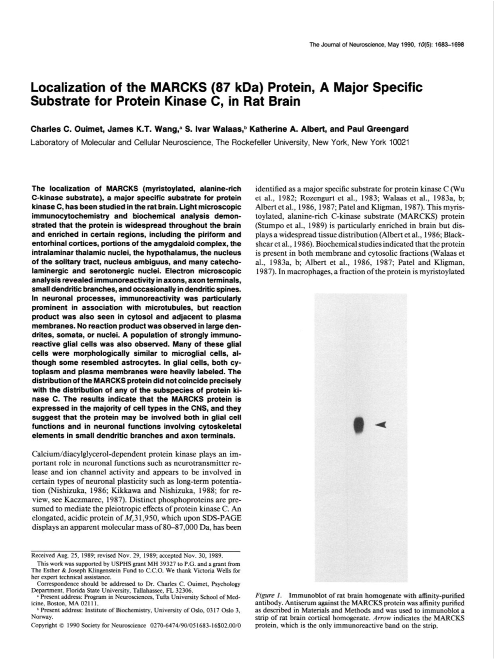 Localization of the MARCKS (87 Kda) Protein, a Major Specific Substrate for Protein Kinase C, in Rat Brain