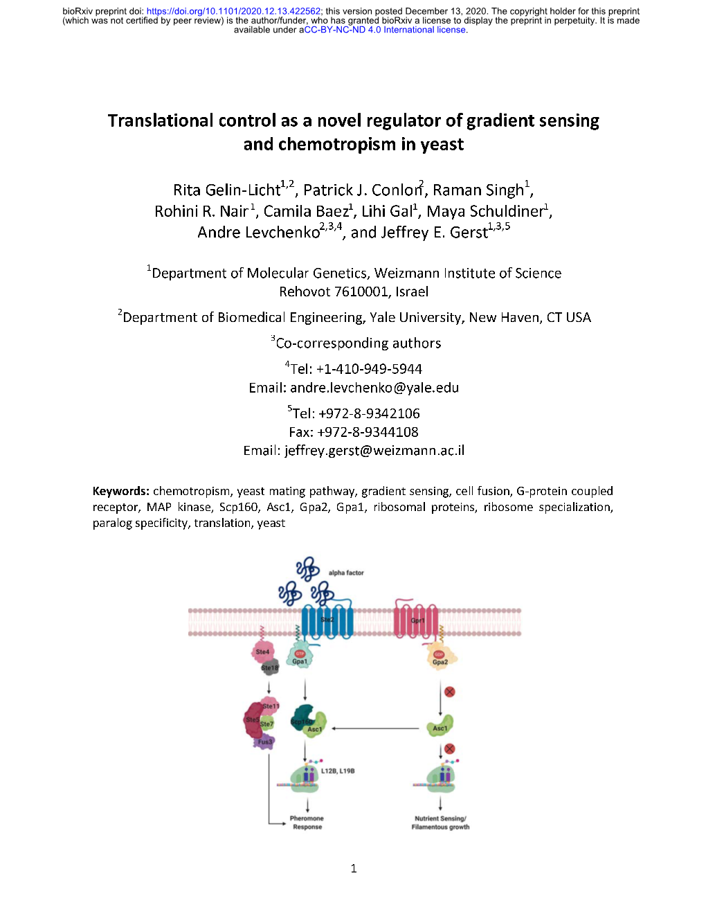 Translational Control As a Novel Regulator of Gradient Sensing and Chemotropism in Yeast