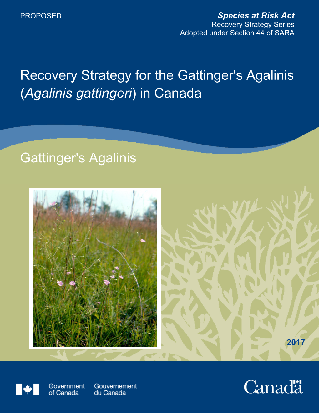 Gattinger's Agalinis (Agalinis Gattingeri) in Canada