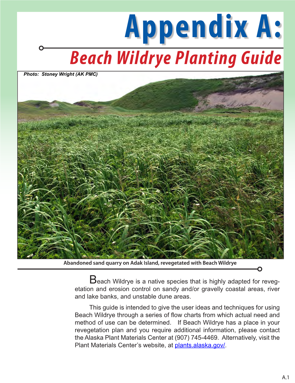 Beach Wildrye Planting Guide Photo: Stoney Wright (AK PMC)