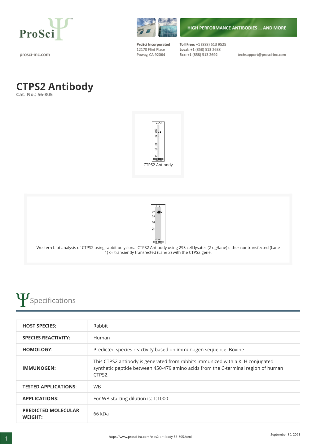CTPS2 Antibody Cat