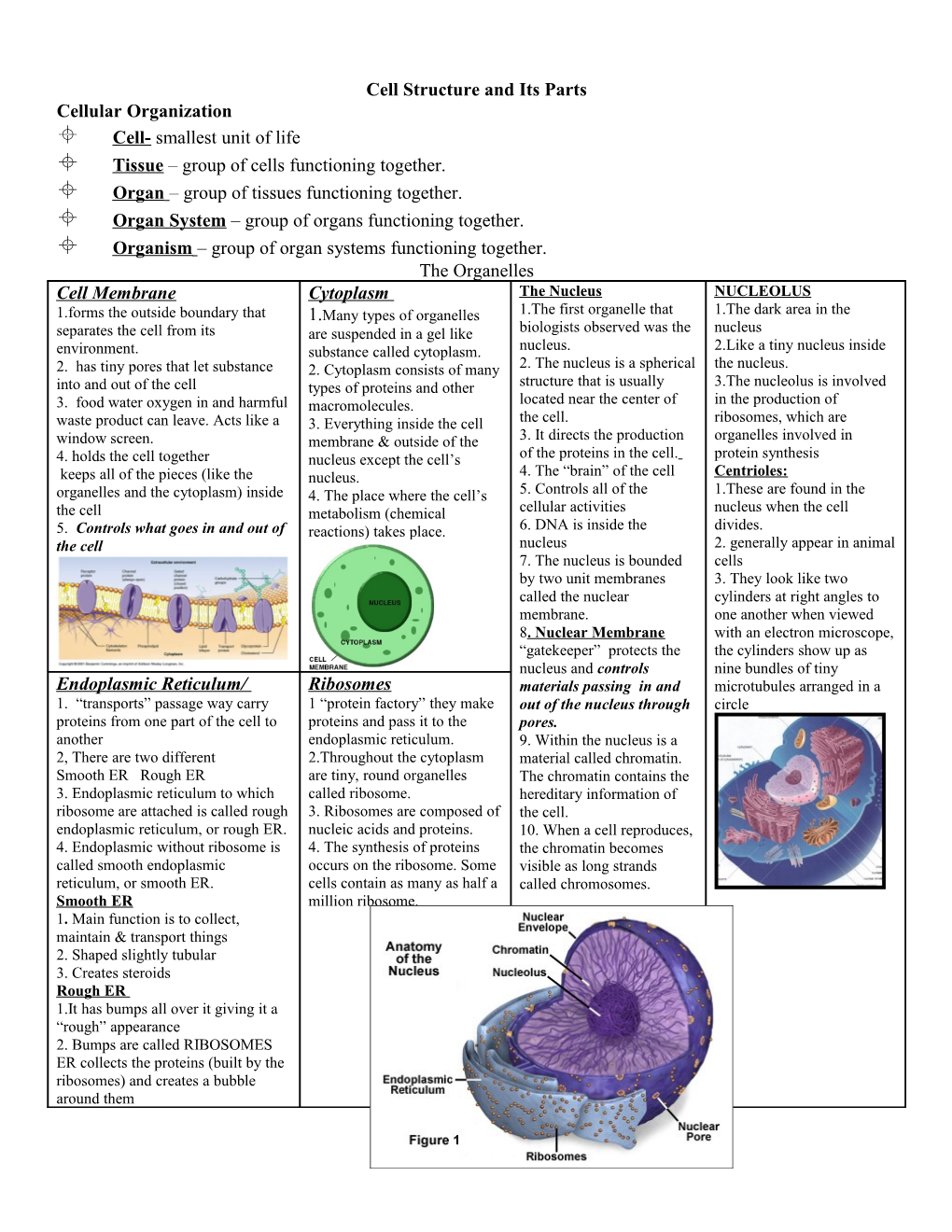 Cell Structure and Its Parts