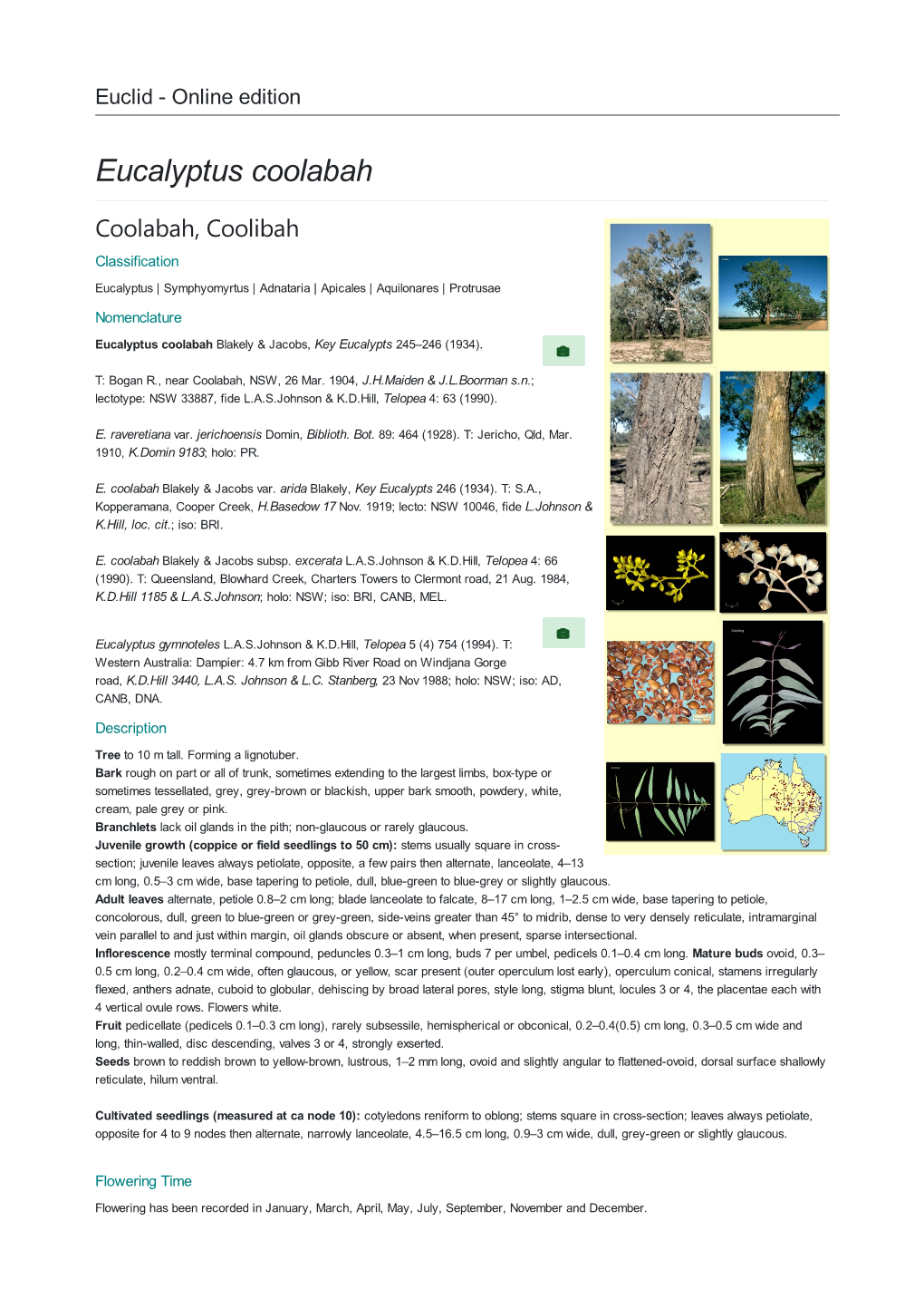 Eucalyptus Coolabah Coolabah, Coolibah Classification Eucalyptus | Symphyomyrtus | Adnataria | Apicales | Aquilonares | Protrusae Nomenclature