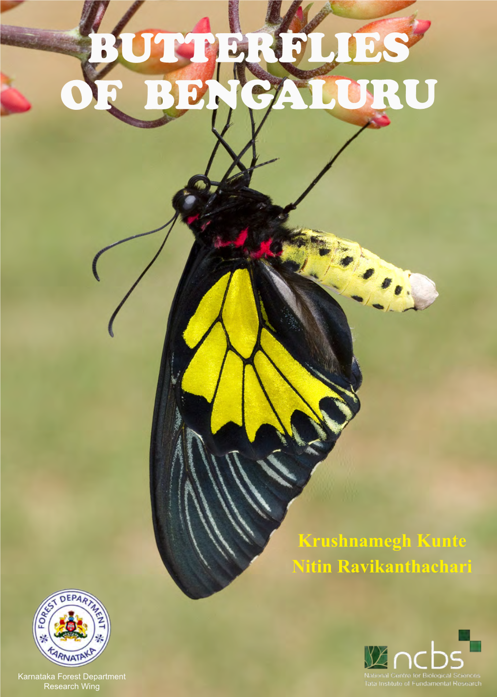 Butterflies of Bengaluru