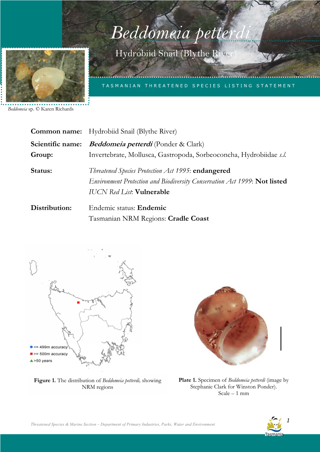 Beddomeia Petterdi (Hydrobiid Snail (Blythe River)) Beddomeia Petterdi