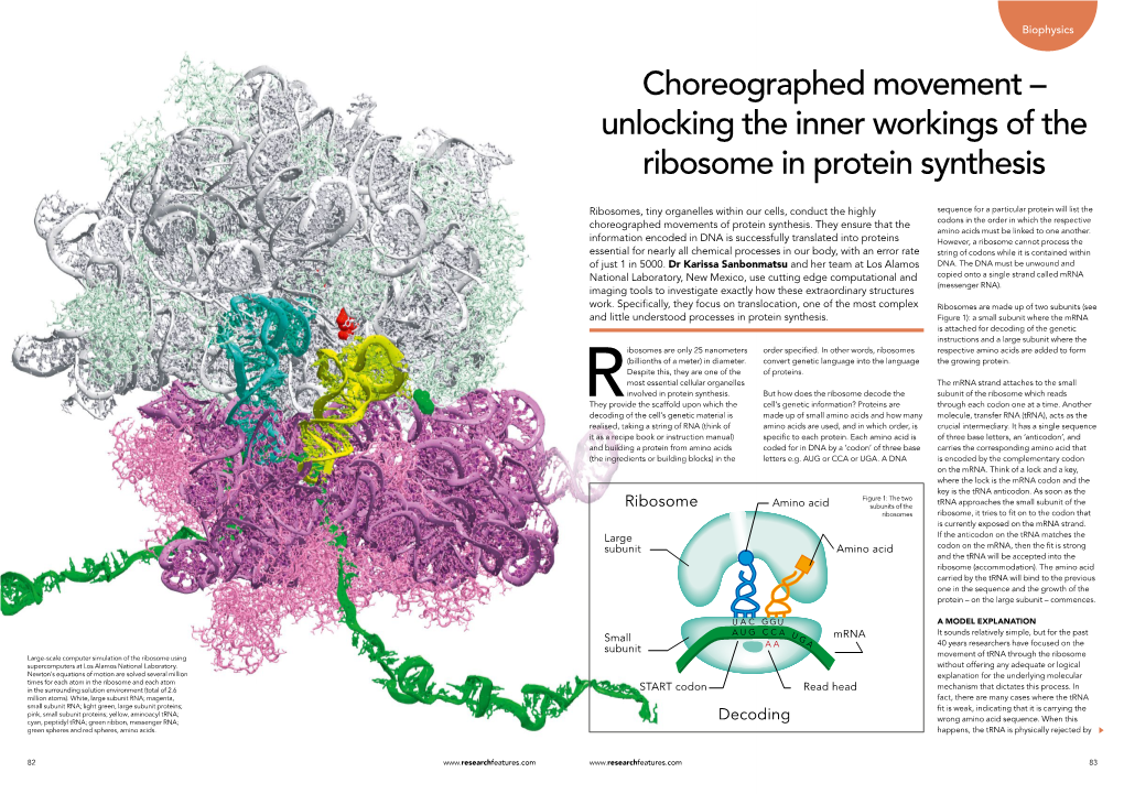 Unlocking the Inner Workings of the Ribosome in Protein Synthesis