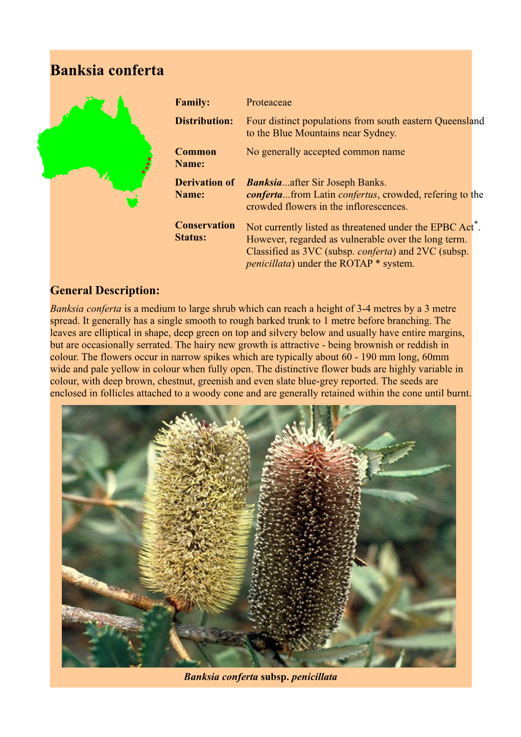 Banksia Conferta