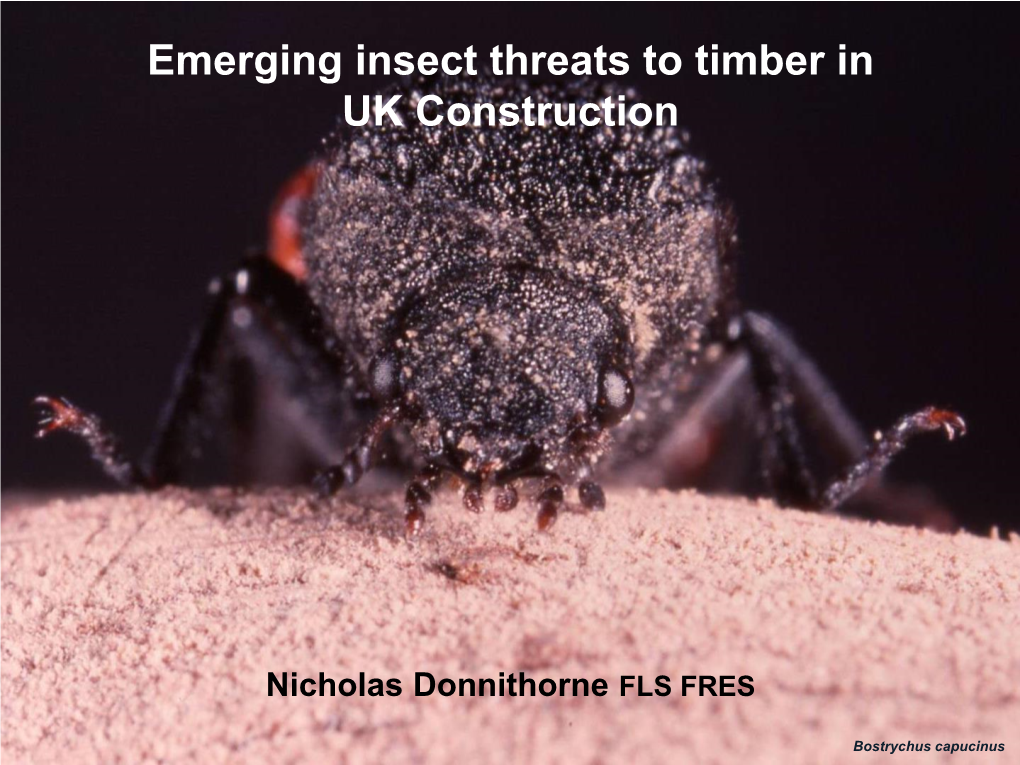 Emerging Insect Threats to Timber in UK Construction