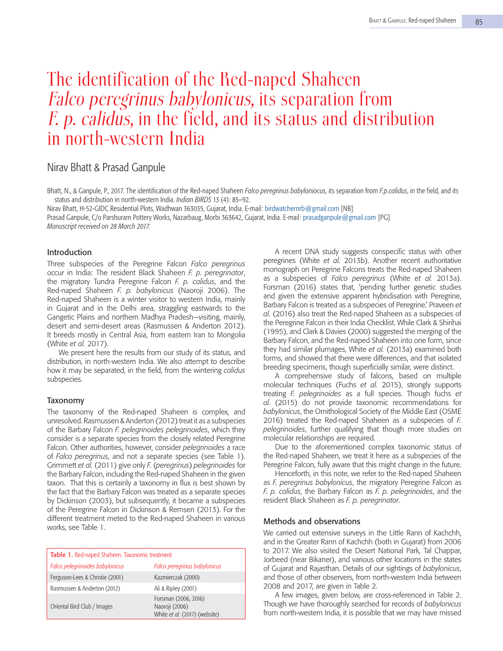 The Identification of the Red-Naped Shaheen Falco Peregrinus Babylonicus, Its Separation from F