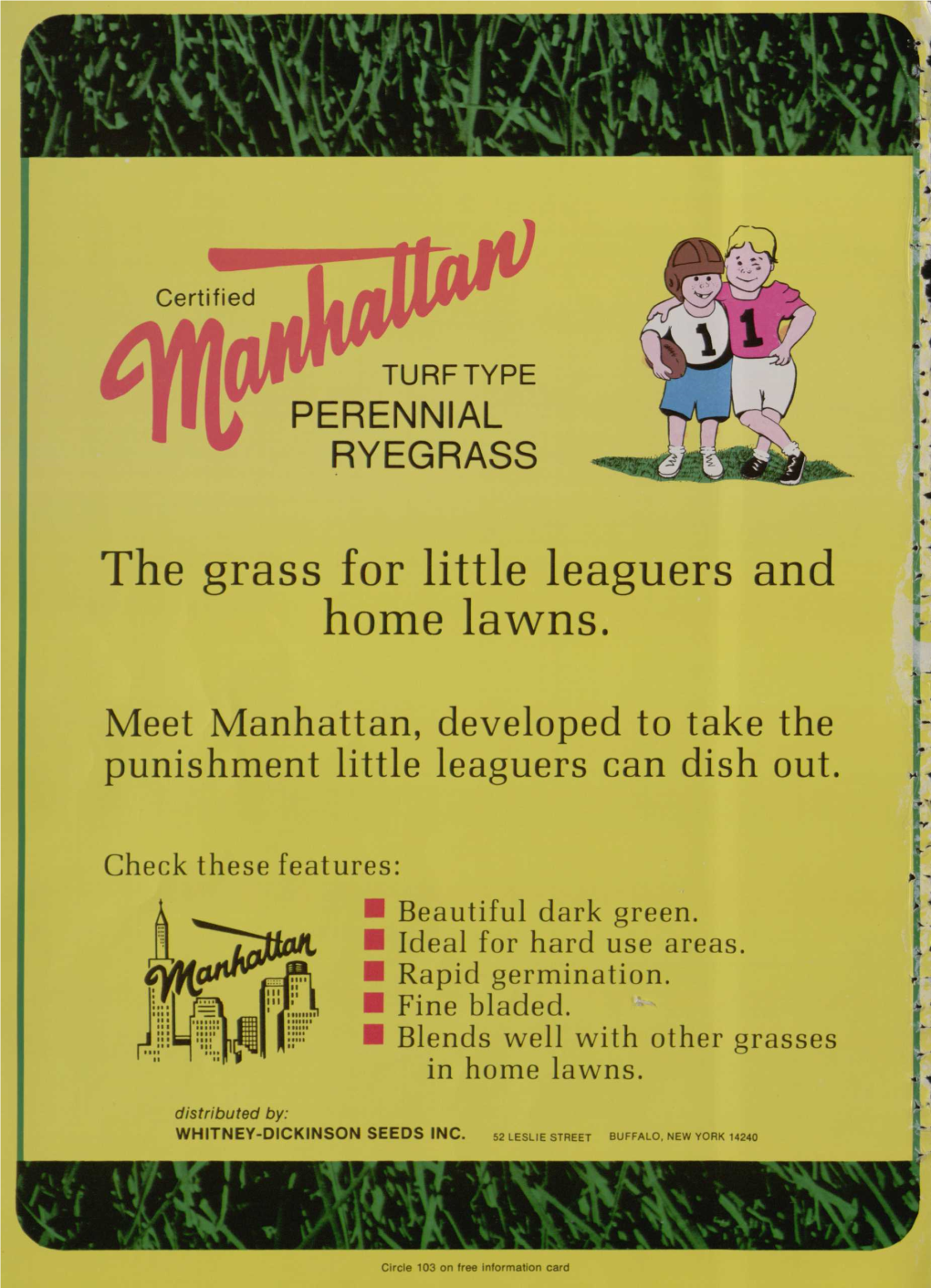 The Grass for Little Leaguers and Home Lawns