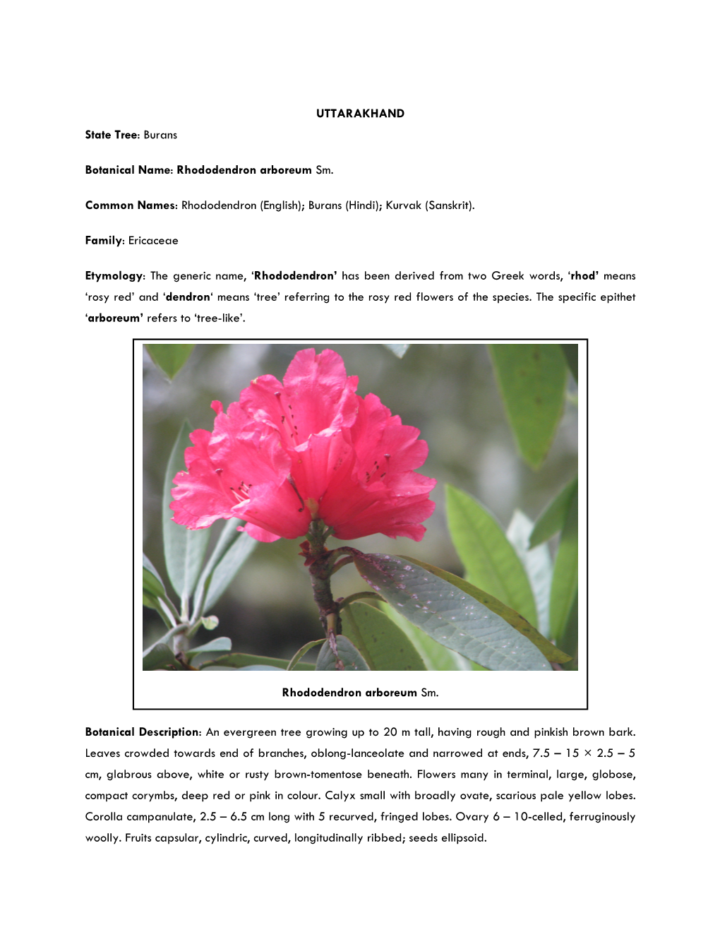 UTTARAKHAND State Tree: Burans Botanical Name: Rhododendron