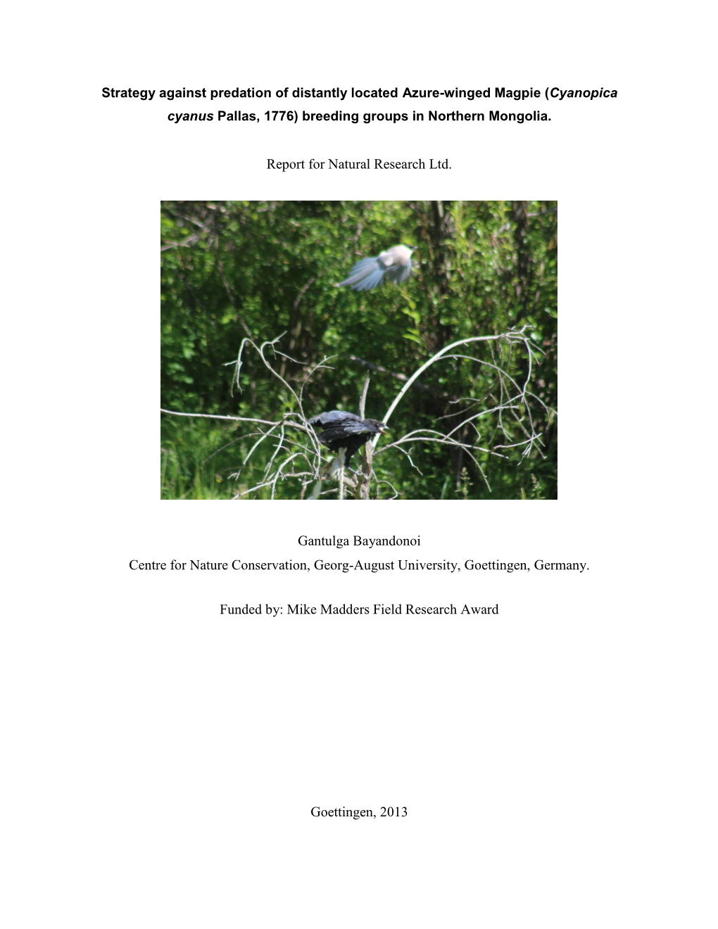 Cooperative Breeding in the Azure-Winged Magpie in Northern Mongolia