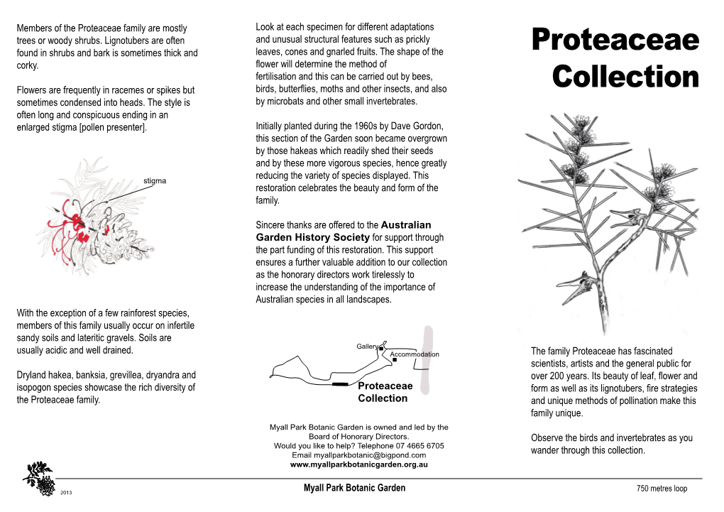 Proteaceae Collection Whole Brochure Copy