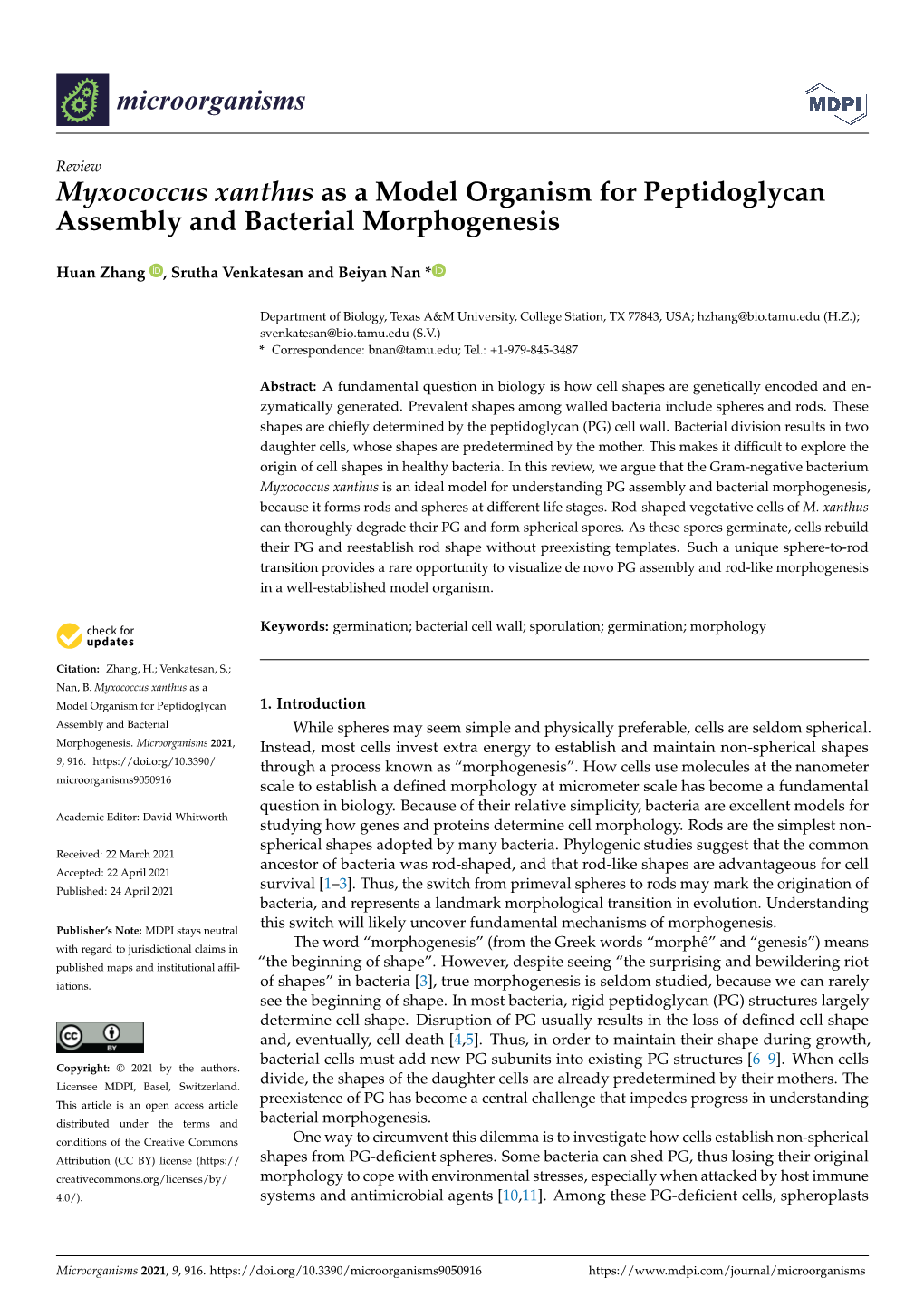 Myxococcus Xanthus As a Model Organism for Peptidoglycan Assembly and Bacterial Morphogenesis