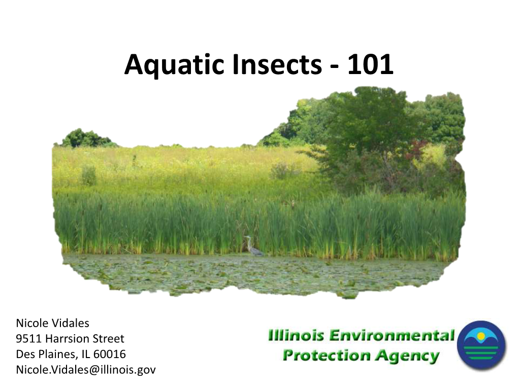 Aquatic Insects - 101