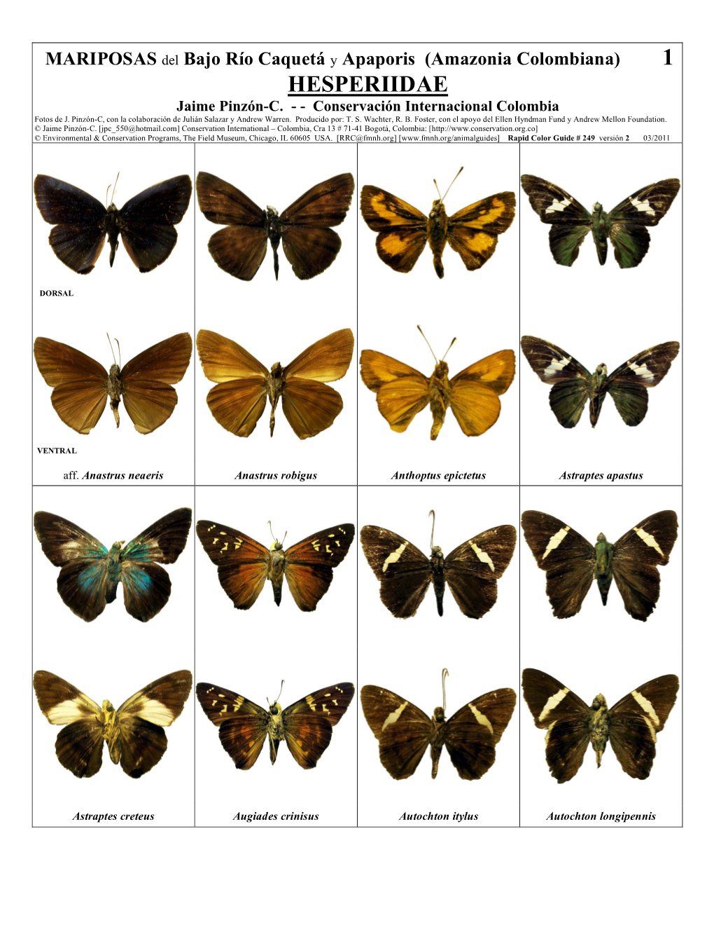 HESPERIIDAE Jaime Pinzón-C