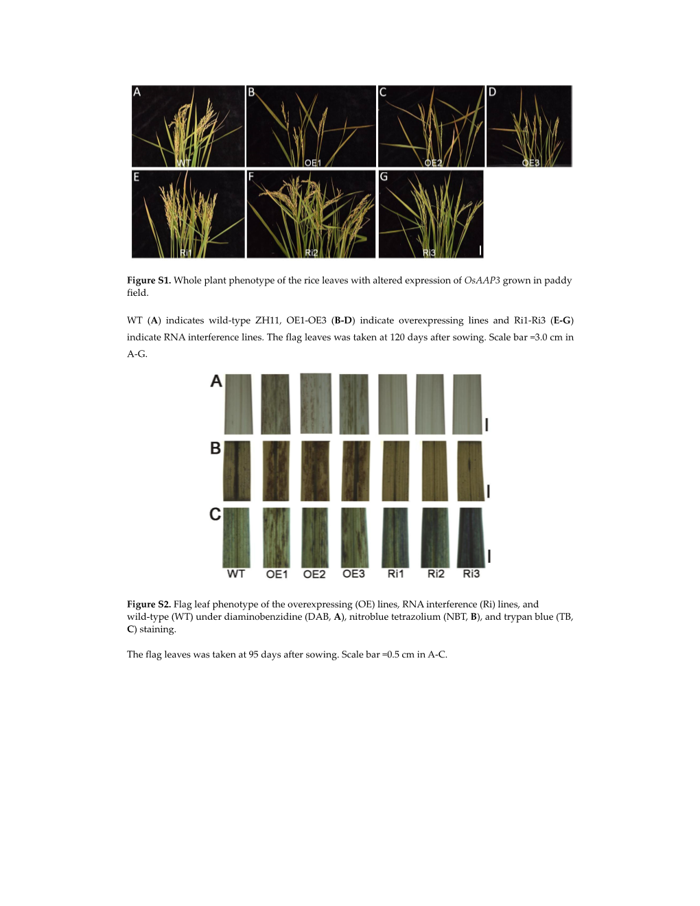 Figure S1. Whole Plant Phenotype of the Rice Leaves with Altered Expression of Osaap3 Grown in Paddy Field. WT