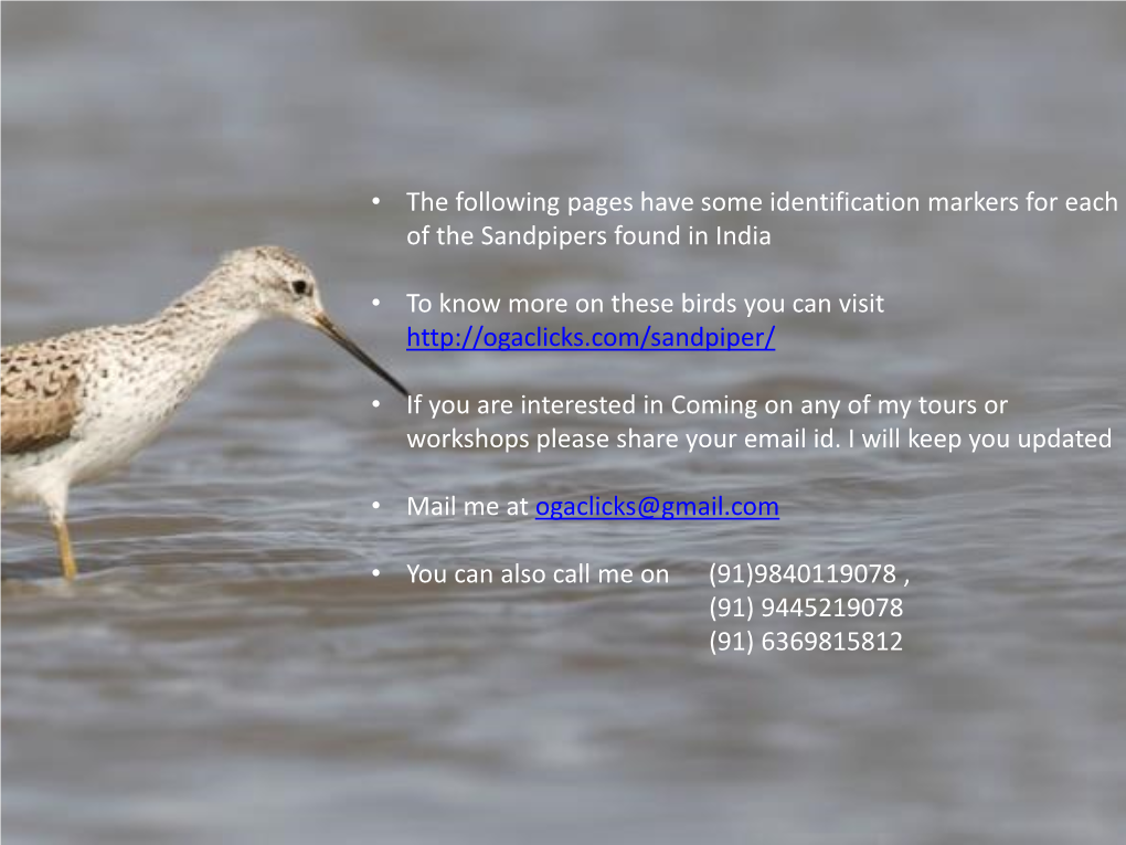 • the Following Pages Have Some Identification Markers for Each of the Sandpipers Found in India