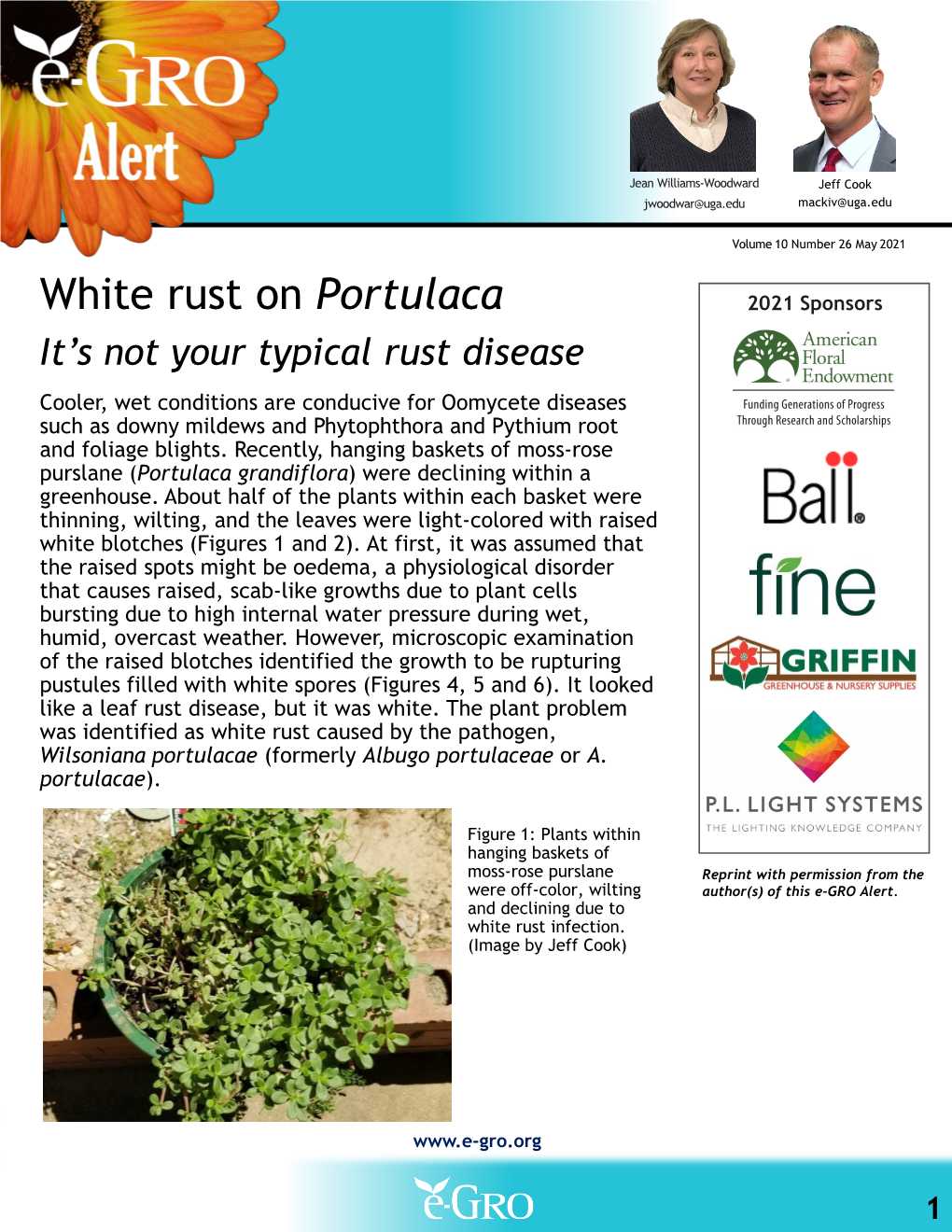 White Rust on Portulaca