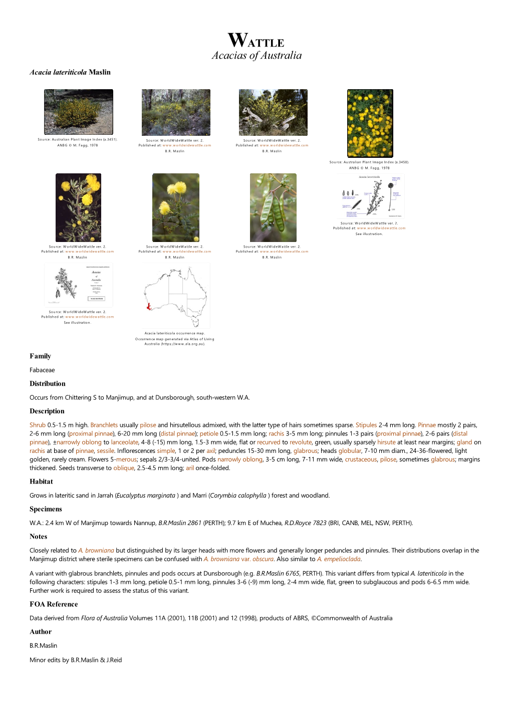 Acacia Lateriticola Maslin