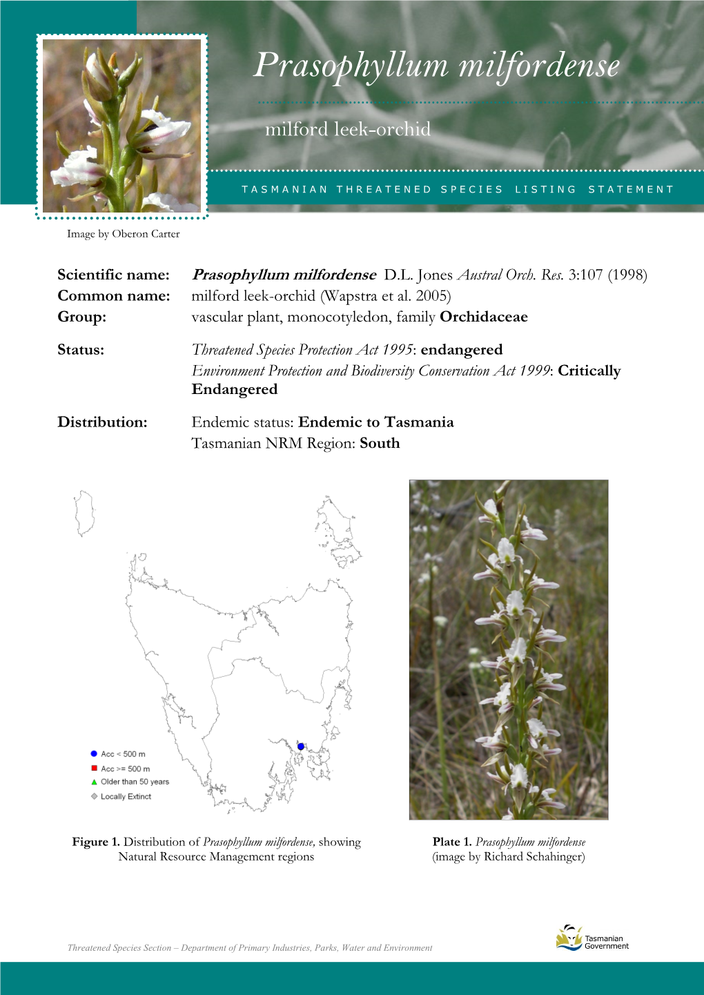 Prasophyllum Milfordense Milfordense (Milford Leek-Orchid)