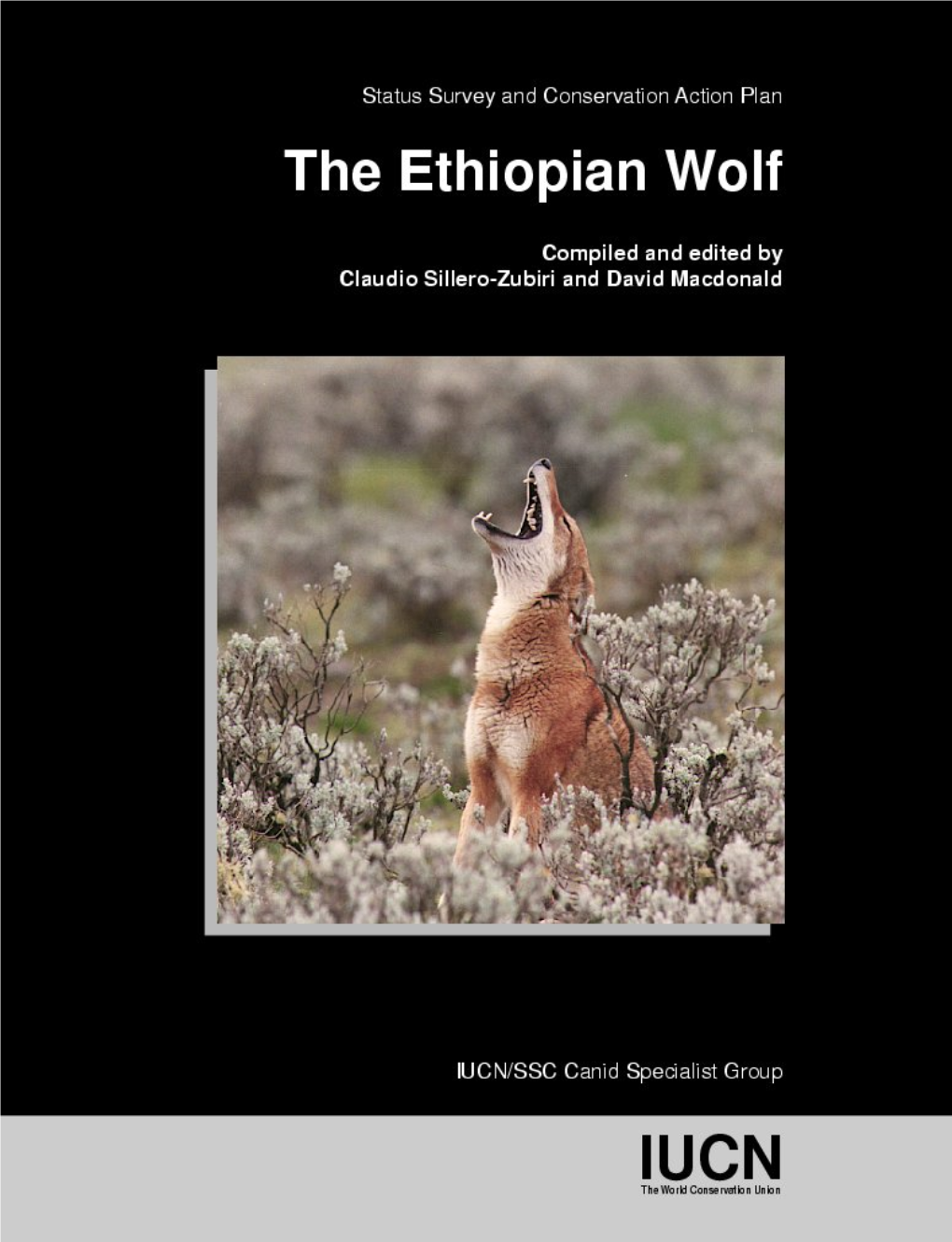 Ethiopian Wolf