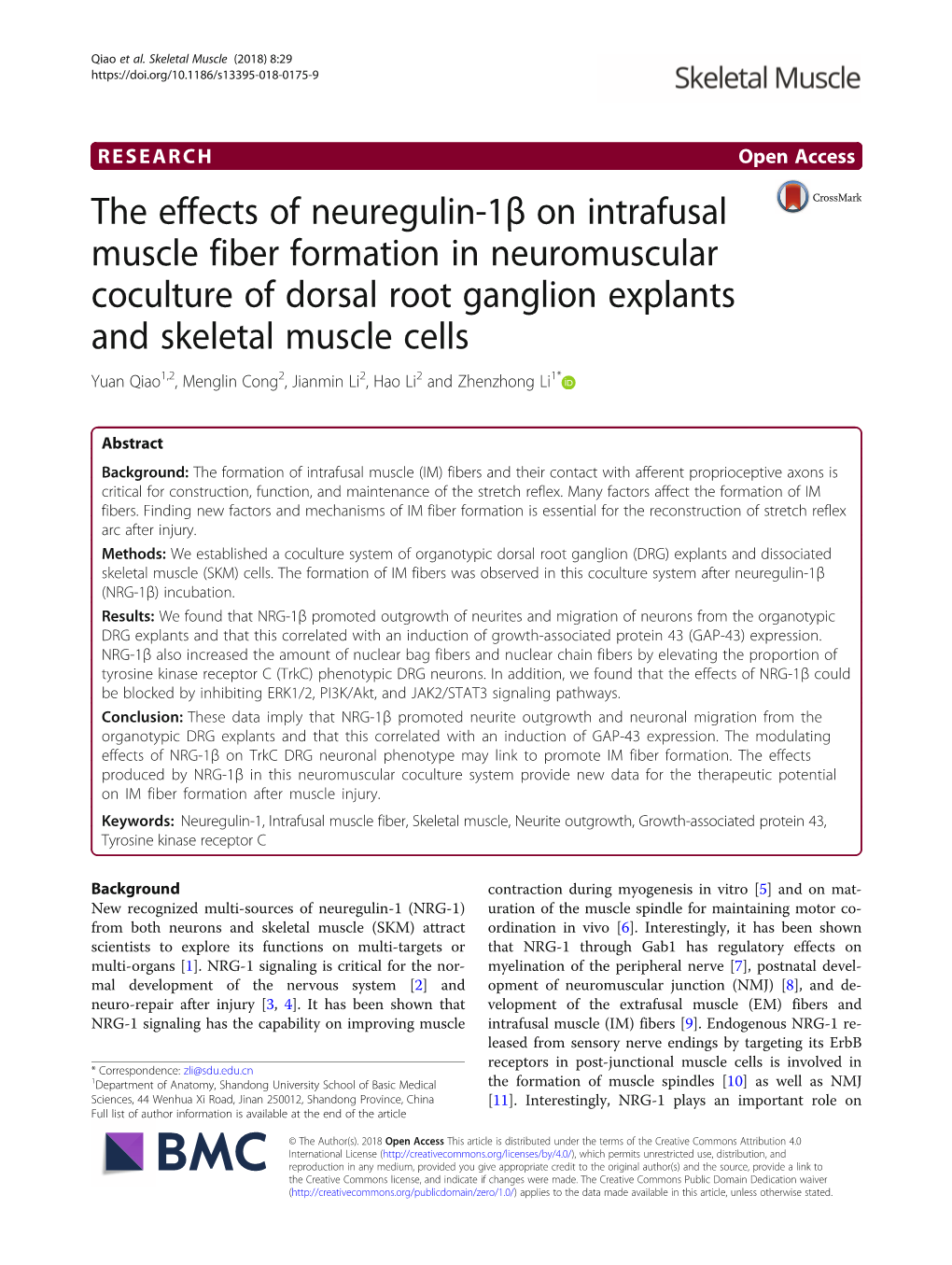 The Effects of Neuregulin-1Β on Intrafusal Muscle Fiber Formation In