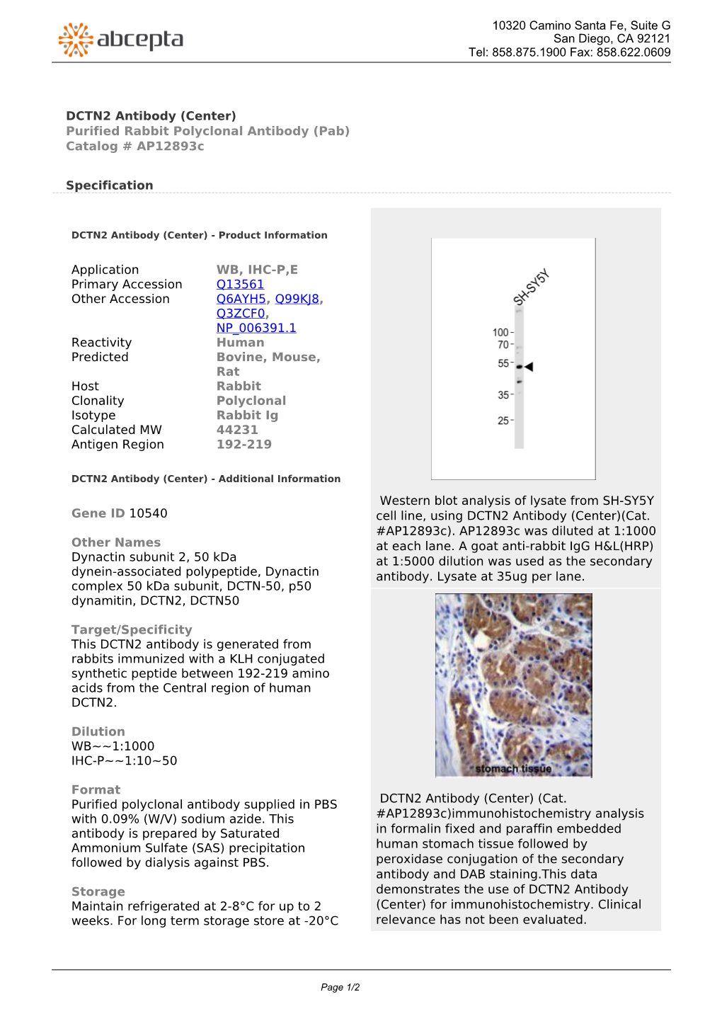 DCTN2 Antibody (Center) Purified Rabbit Polyclonal Antibody (Pab) Catalog # Ap12893c
