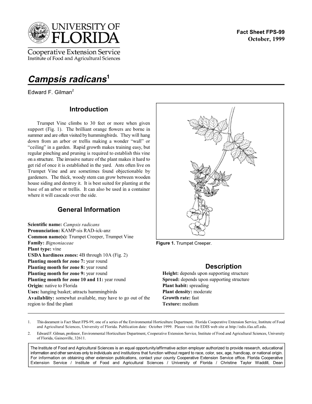 Campsis Radicans1