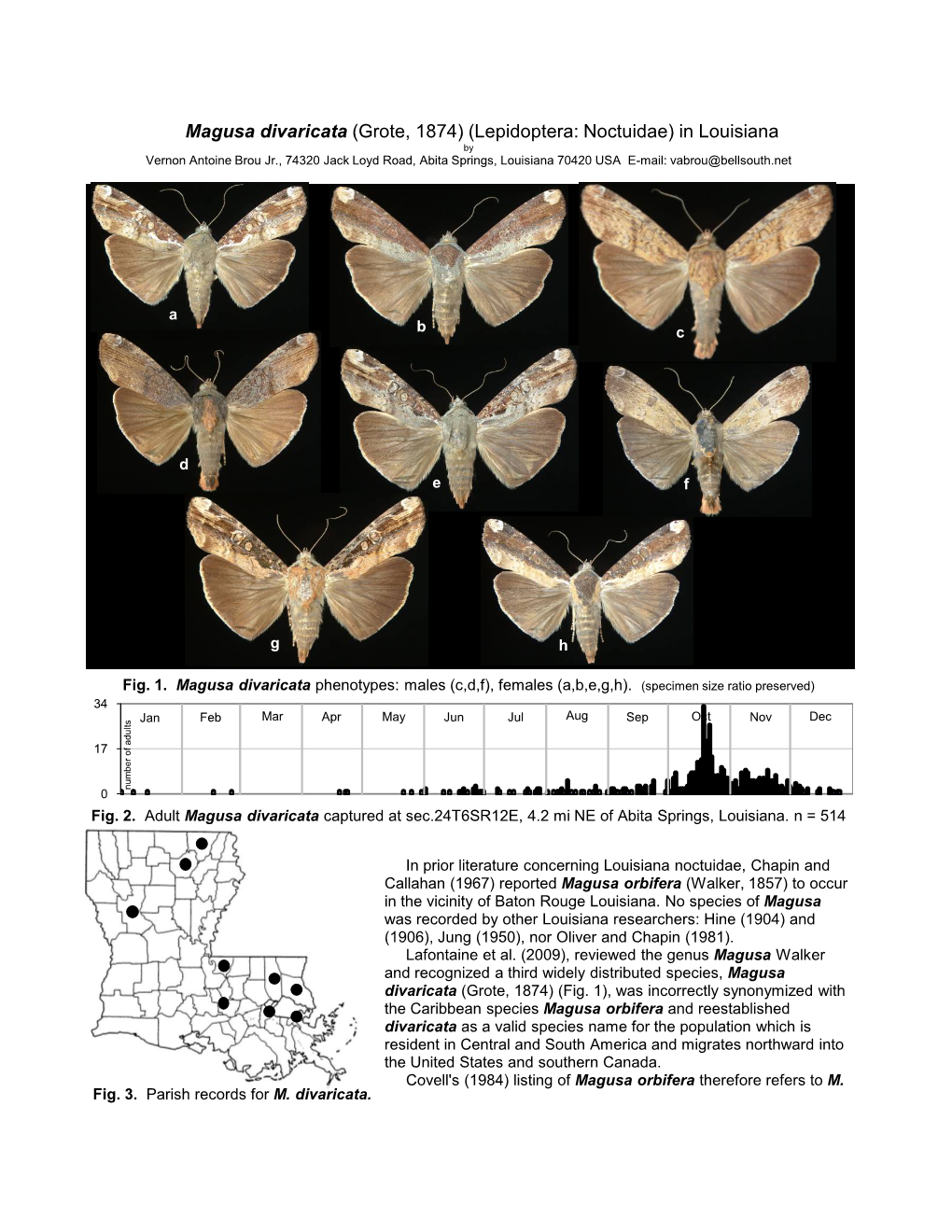 Magusa Divaricata (Grote, 1874) (Lepidoptera: Noctuidae)