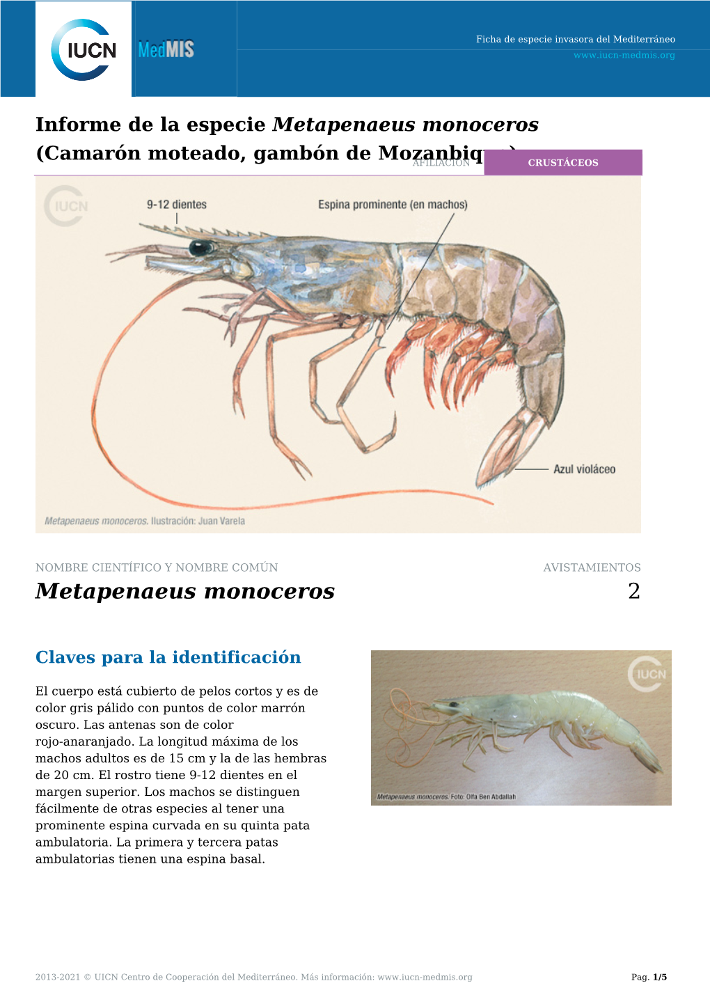 Informe De La Especie Metapenaeus Monoceros (Camarón Moteado, Gambón De Mozanbique)