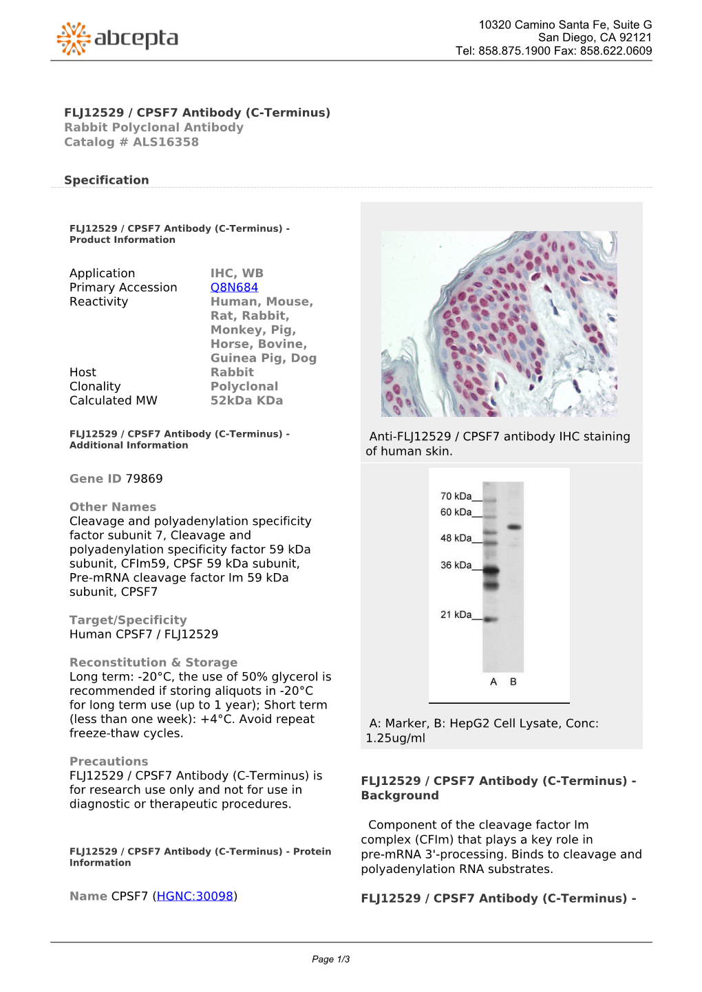 FLJ12529 / CPSF7 Antibody (C-Terminus) Rabbit Polyclonal Antibody Catalog # ALS16358