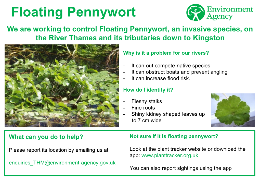Floating Pennywort We Are Working to Control Floating Pennywort, an Invasive Species, on the River Thames and Its Tributaries Down to Kingston