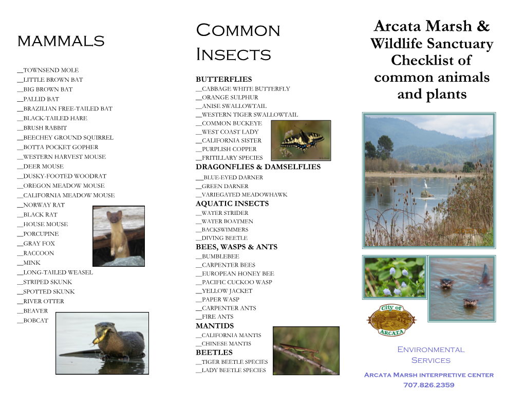 Mammals Common Insects