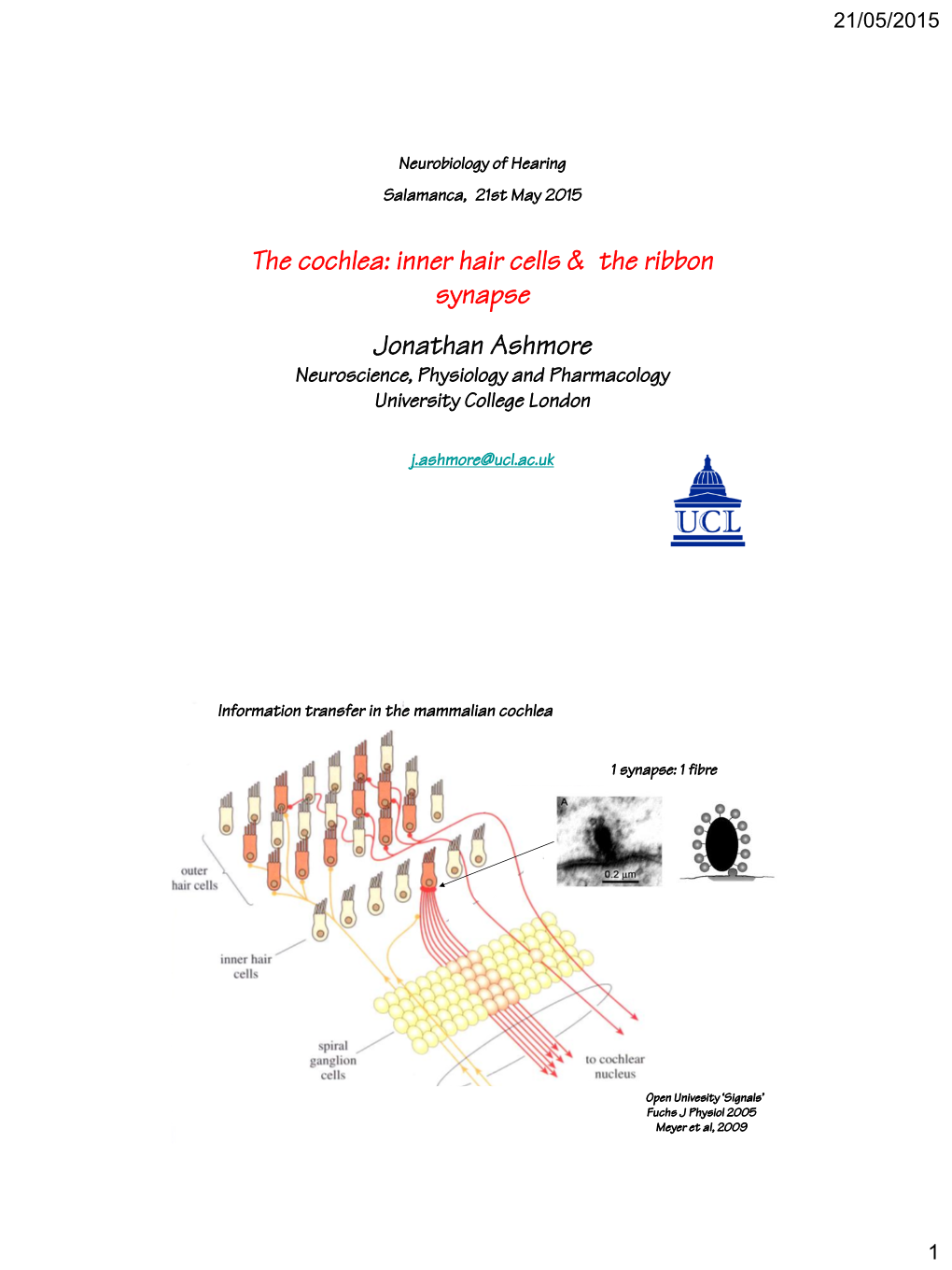 The Cochlea: Inner Hair Cells & the Ribbon Synapse Jonathan Ashmore
