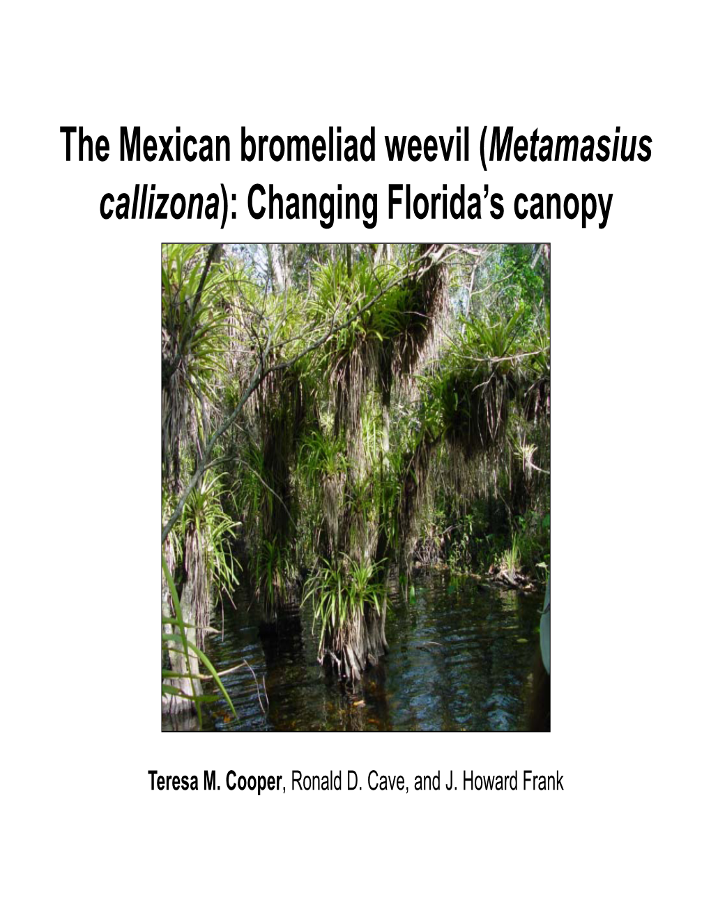 The Mexican Bromeliad Weevil (Metamasius Callizona): Changing Florida’S Canopy