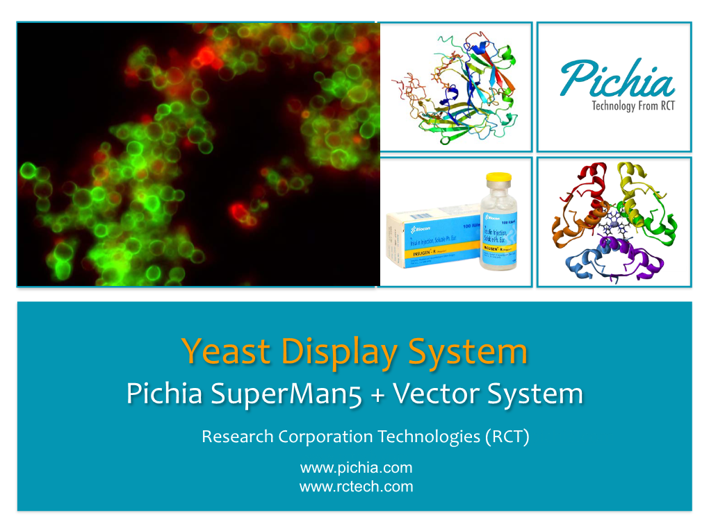 Yeast Display System