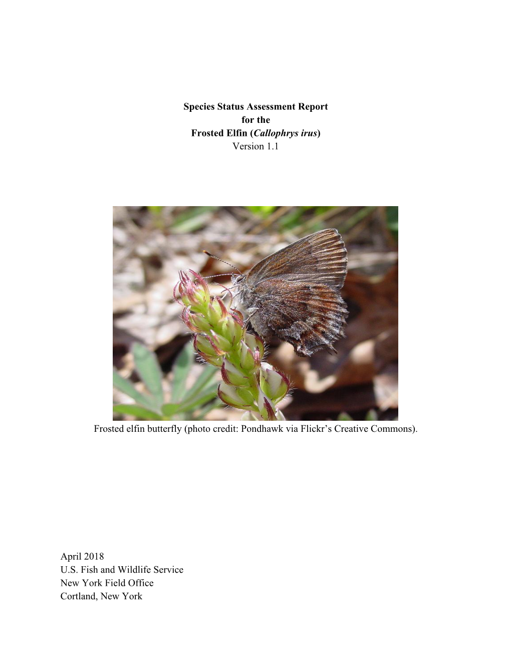 Species Status Assessment Report for the Frosted Elfin (Callophrys Irus) Version 1.1