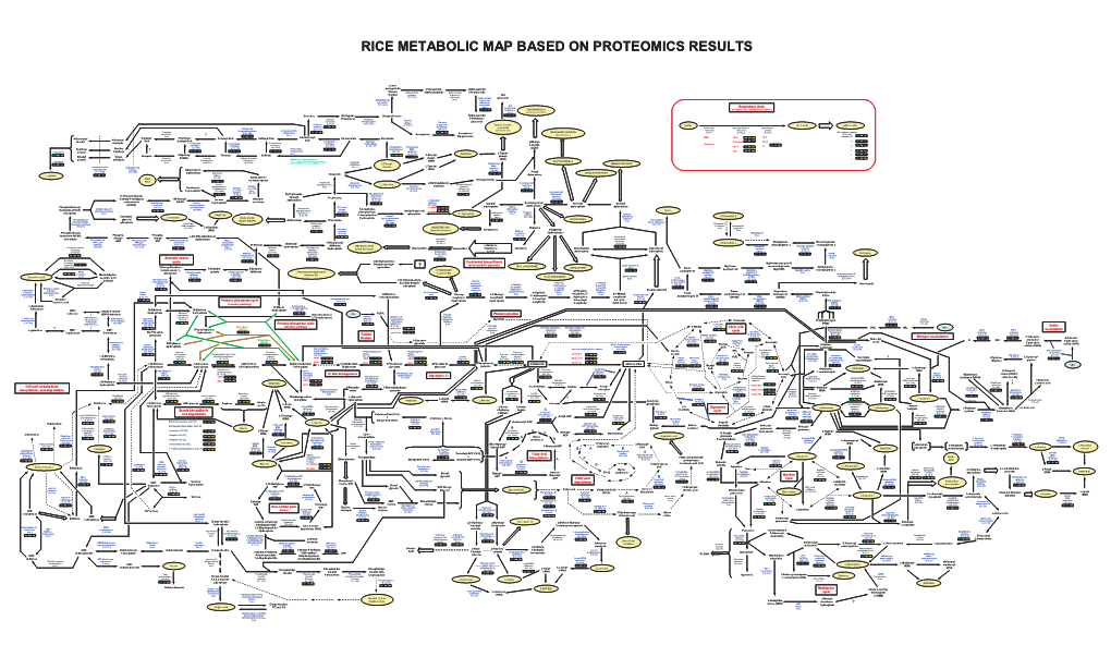 Rice Metabolic Map Based on Proteomics Results