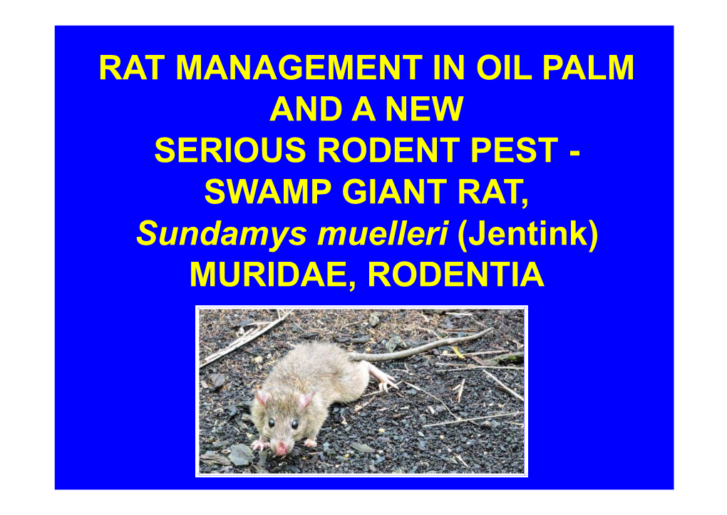 RAT MANAGEMENT in OIL PALM and a NEW SERIOUS RODENT PEST - SWAMP GIANT RAT, Sundamys Muelleri (Jentink) MURIDAE, RODENTIA TOPICS