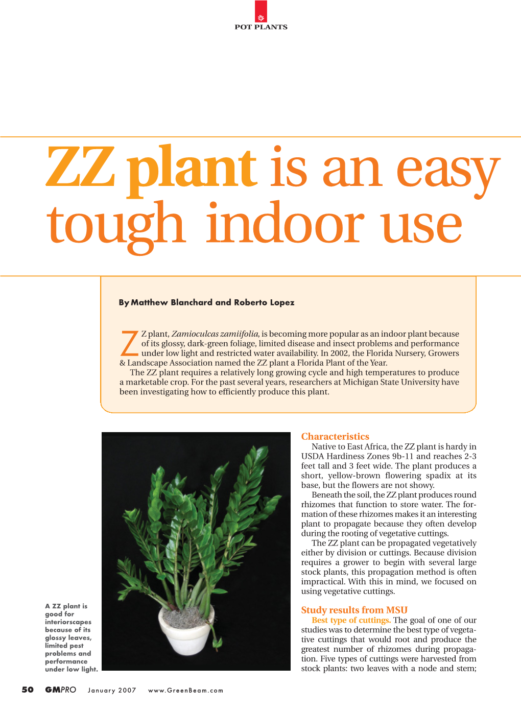 ZZ Plant Is an Easy Tough Indoor Use