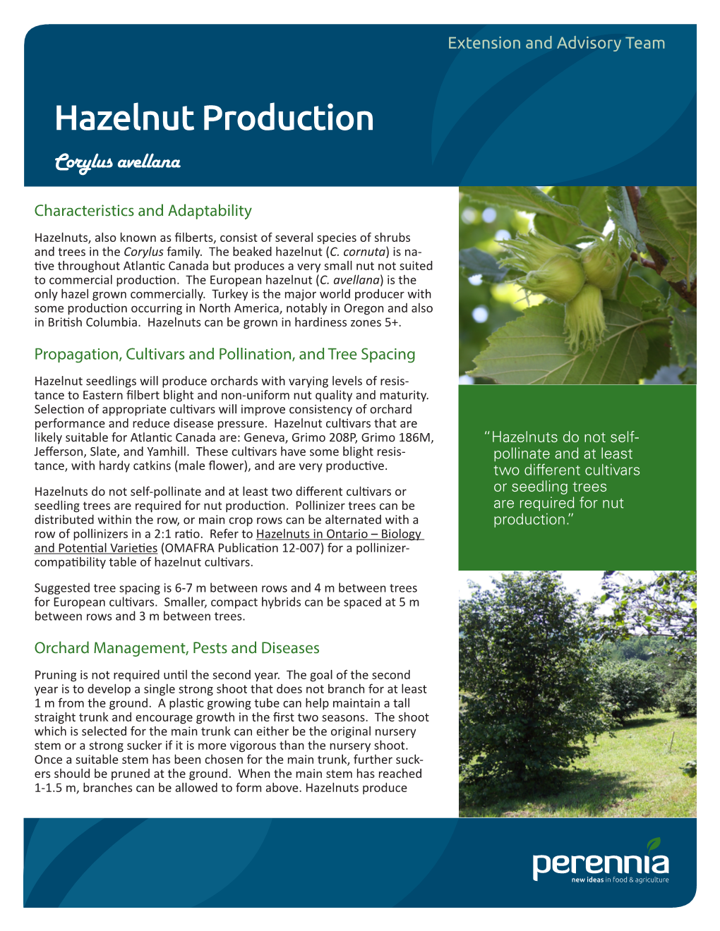 Hazelnut Production
