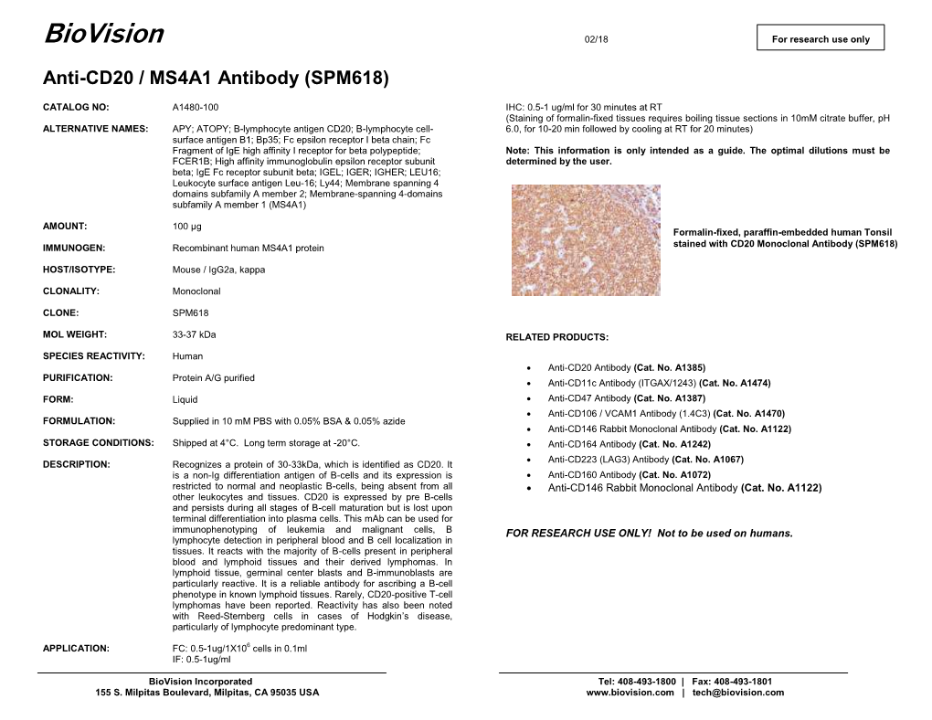 Anti-CD20 / MS4A1 Antibody (SPM618)