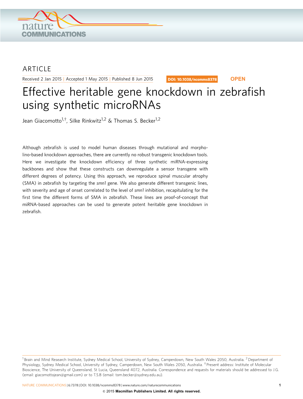 Effective Heritable Gene Knockdown in Zebrafish Using Synthetic Micrornas