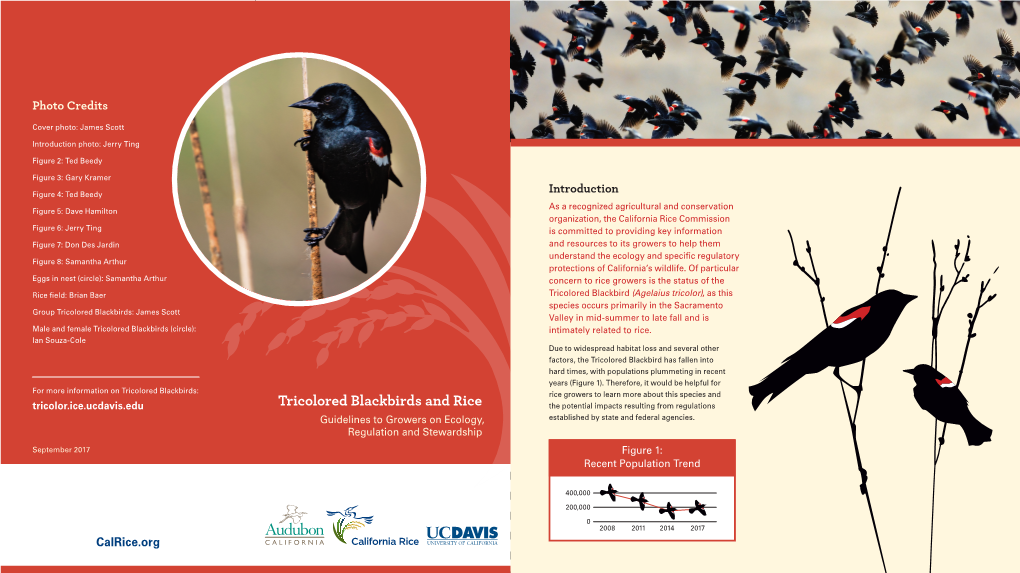 Tricolored Blackbirds and Rice the Potential Impacts Resulting from Regulations Guidelines to Growers on Ecology, Established by State and Federal Agencies