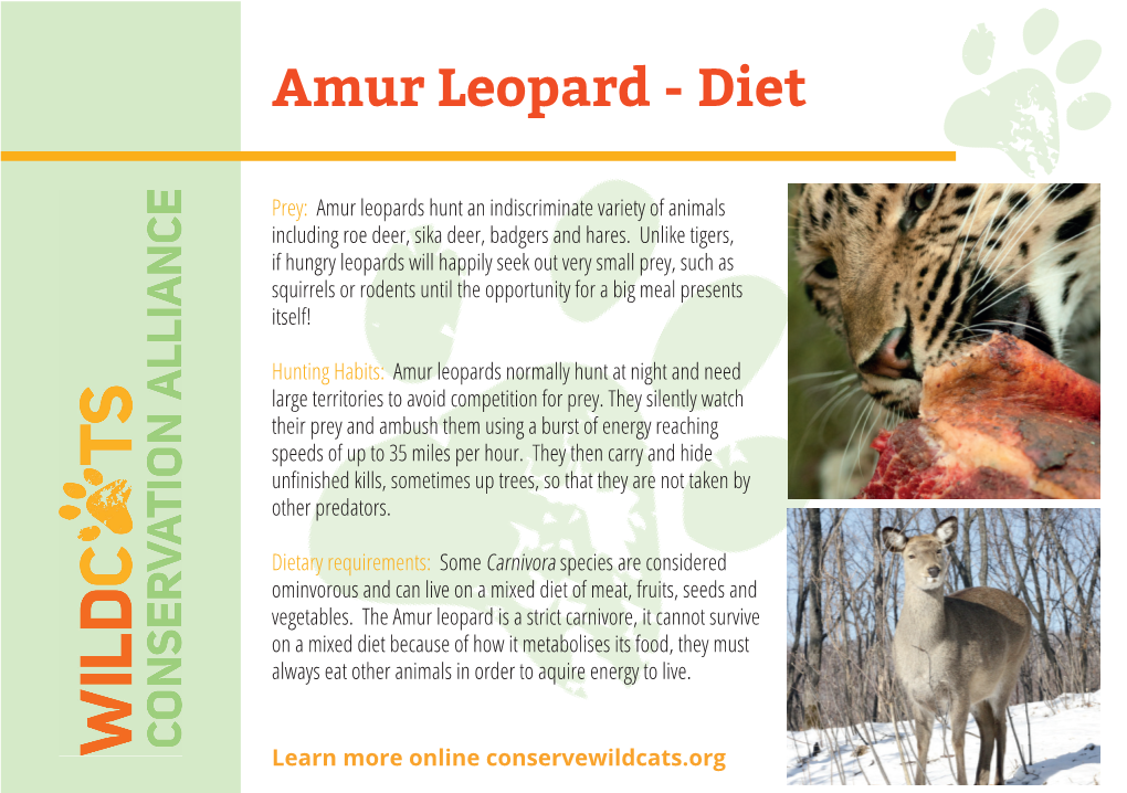 Amur Leopard - Diet