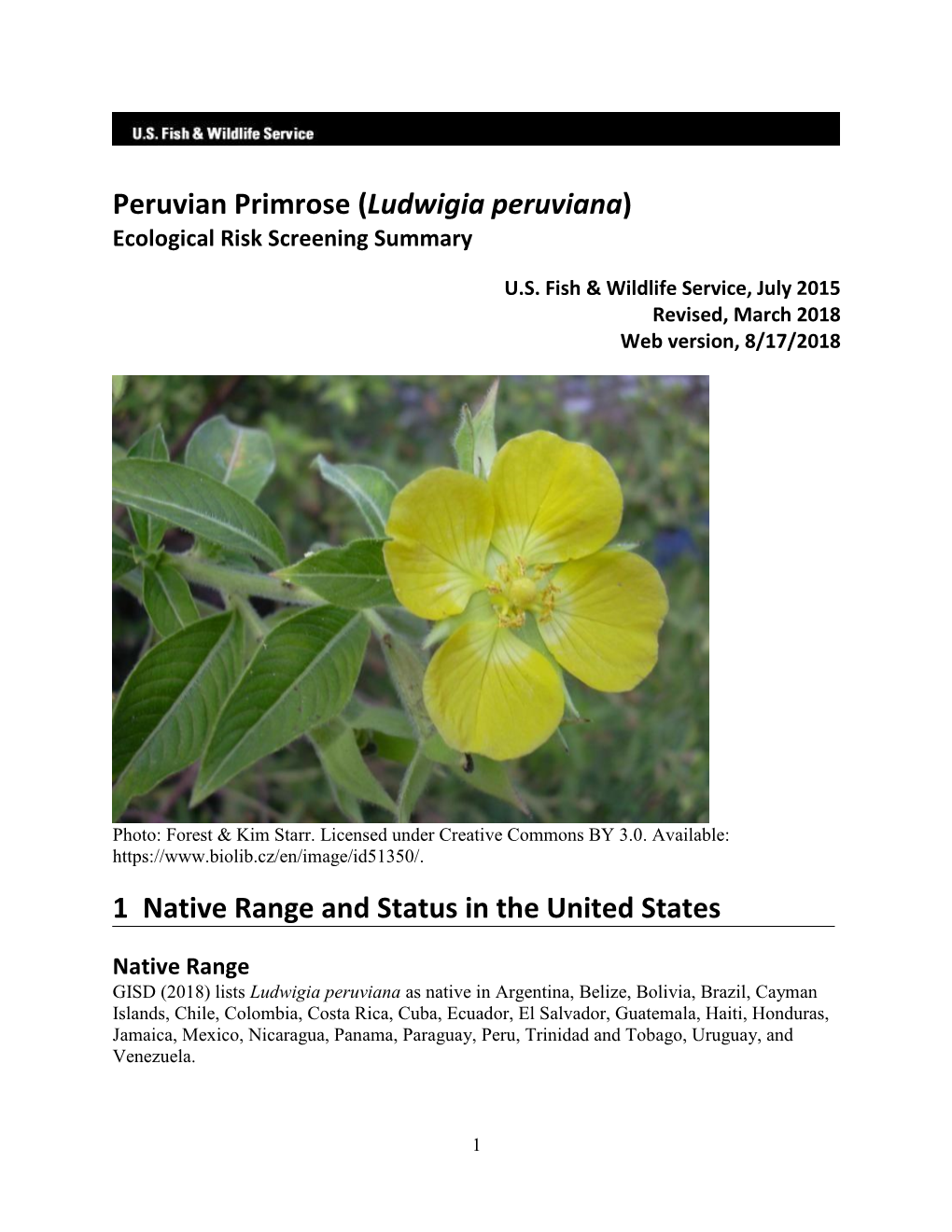 Primrose, Peruvian (Ludwigia Peruviana)